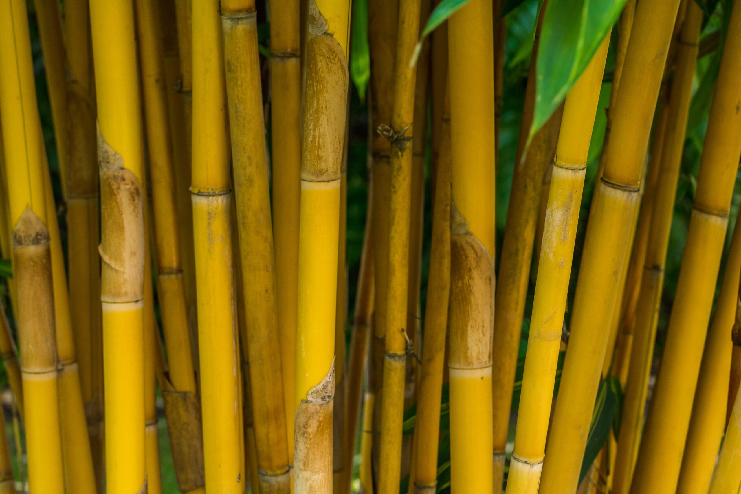 Bannað að nota plast með bambus undir mat